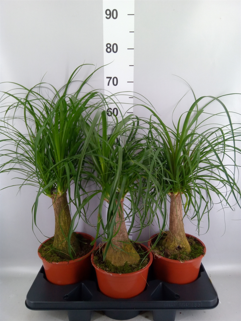 Beaucarnea Recurvata 19Ø 60cm