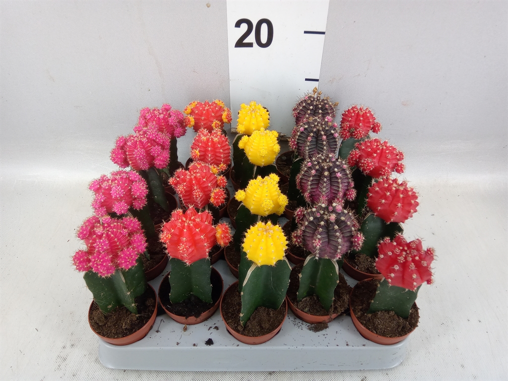 Gymnocalycium Japan Mix 5Ø 15cm