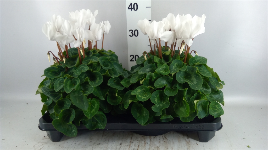 Cyclamen Super Serie Xl 15Ø 36cm