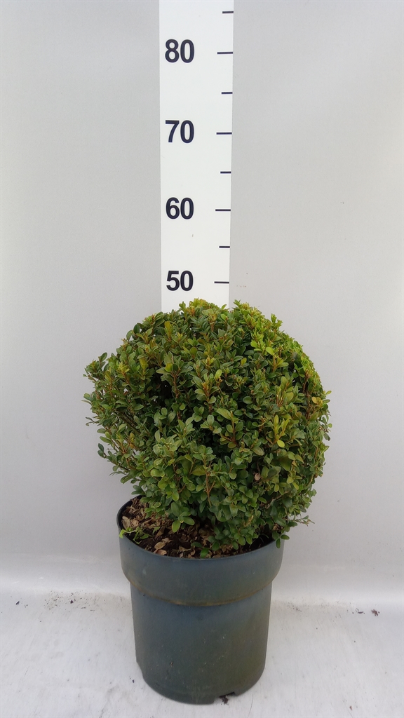 Buxus Sempervirens 23Ø 45cm