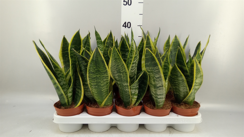 Sansevieria Futura Superba 12Ø 40cm