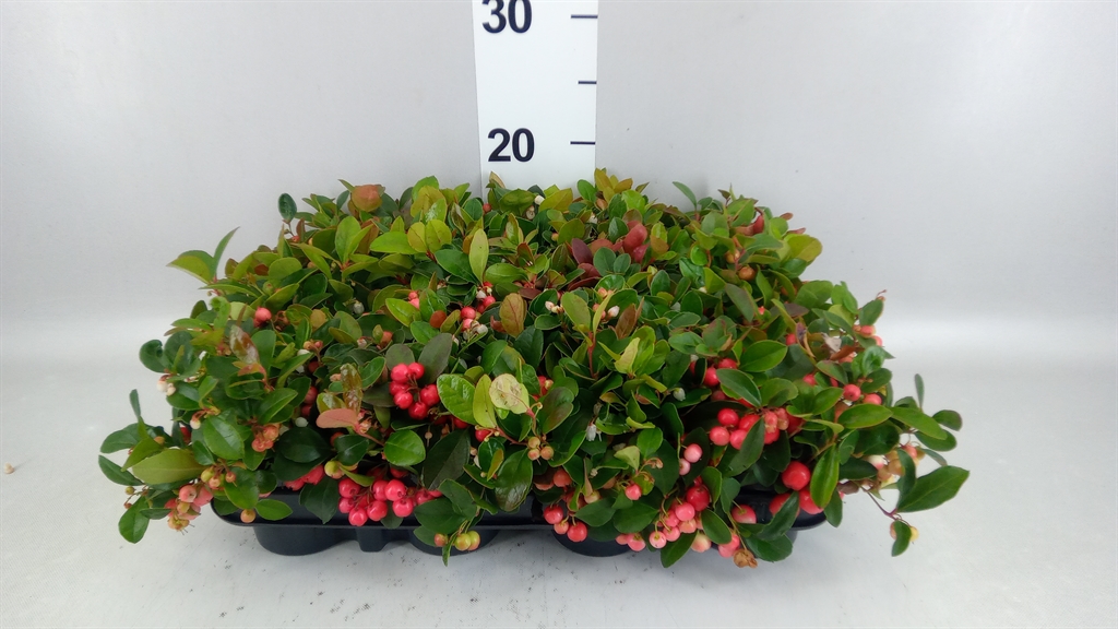 Gaultheria Procumbens 9Ø 15cm