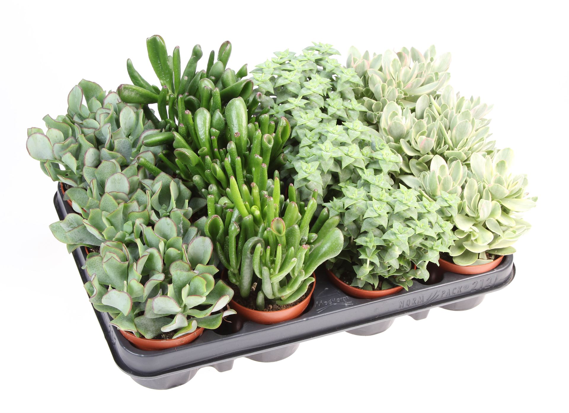 Crassula Mixed 8Ø 12cm