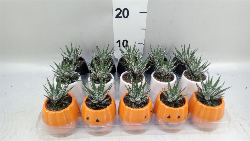 Haworthia Big Band 5Ø 10cm