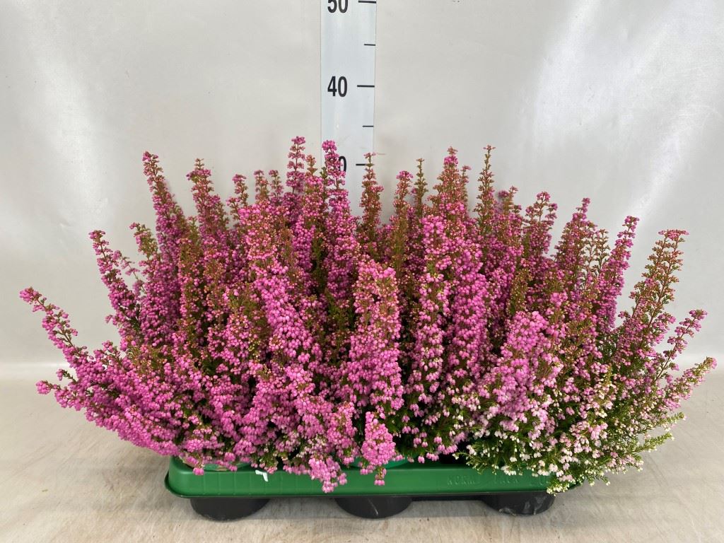 Erica Gracilis Beauty Queen Sylvia 11Ø 35cm