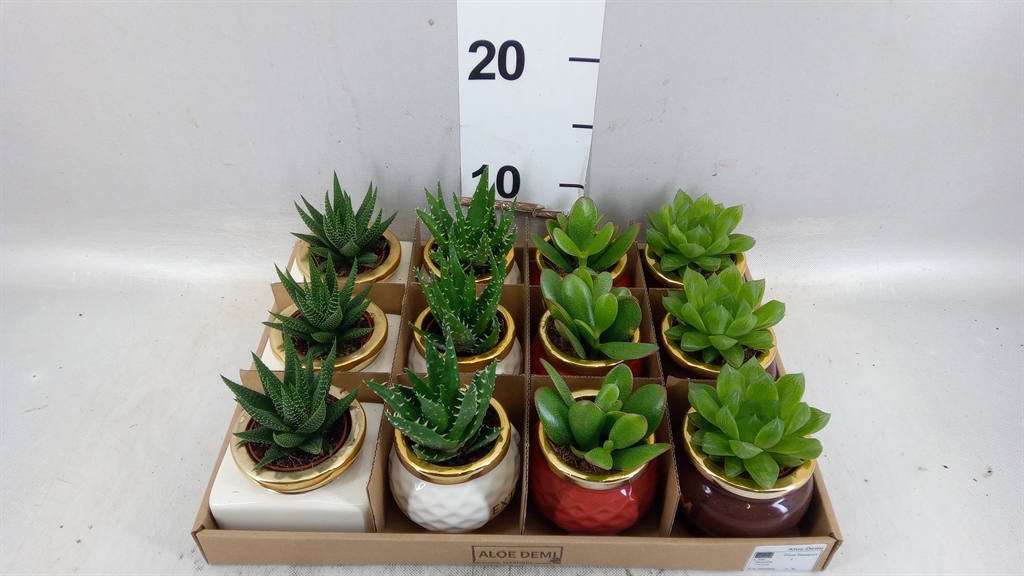 Vetplanten Arr 6% 9Ø