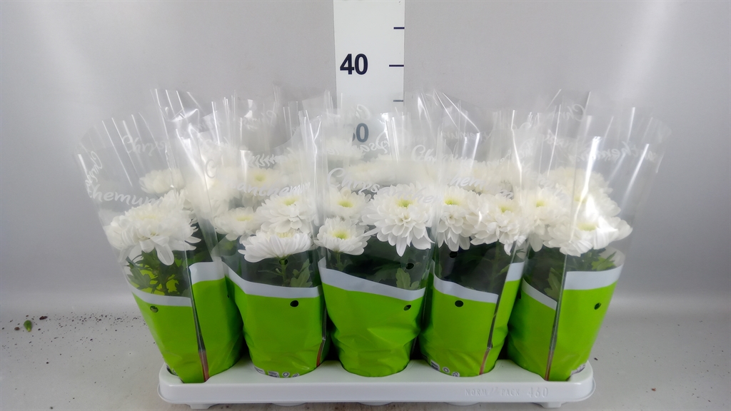 Chrysanth Zembla 12Ø 30cm