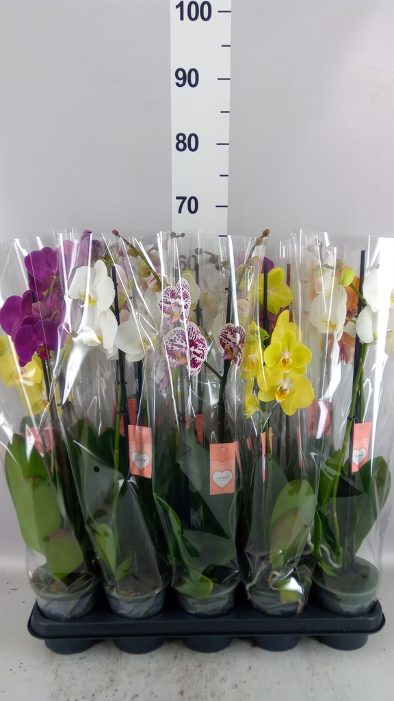 Phalaenopsis Mix 5 Colours 12Ø 55cm 2st