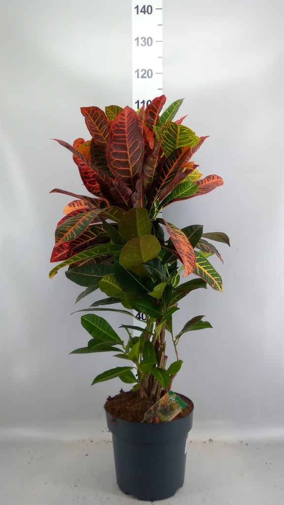 Codiaeum Big Leaf Petra 24Ø 100cm