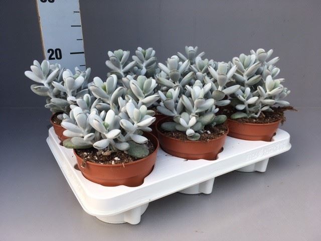 Cotyledon Coral 12Ø 20cm
