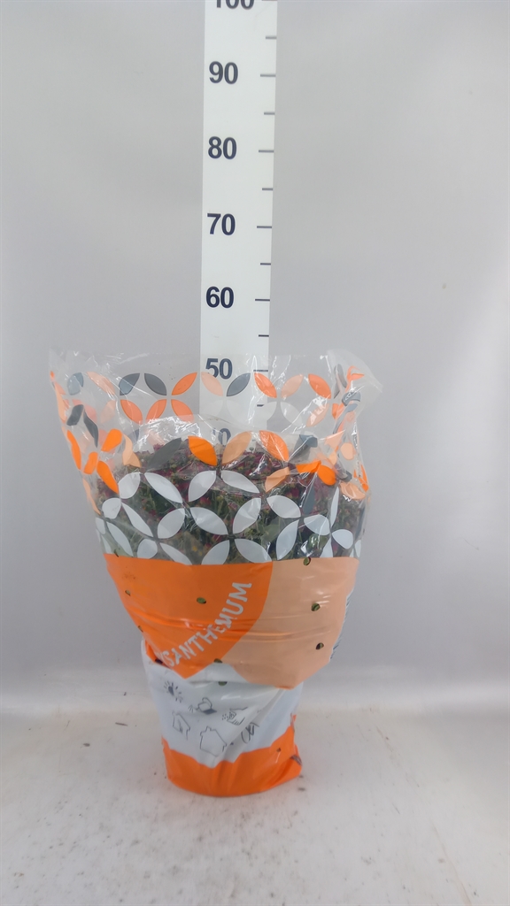 Chrysanth Gardenmumsaic Carnaval 19Ø 50cm