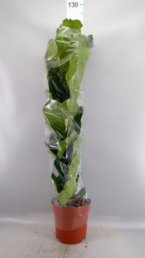Ficus Lyrata 21Ø 115cm