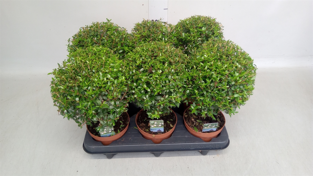 Myrtus Communis 12Ø 30cm