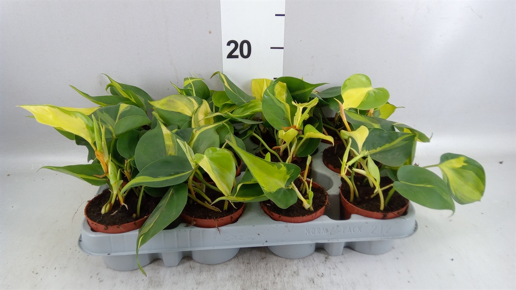 Phil Scandens Brasil 508Ø 15cm