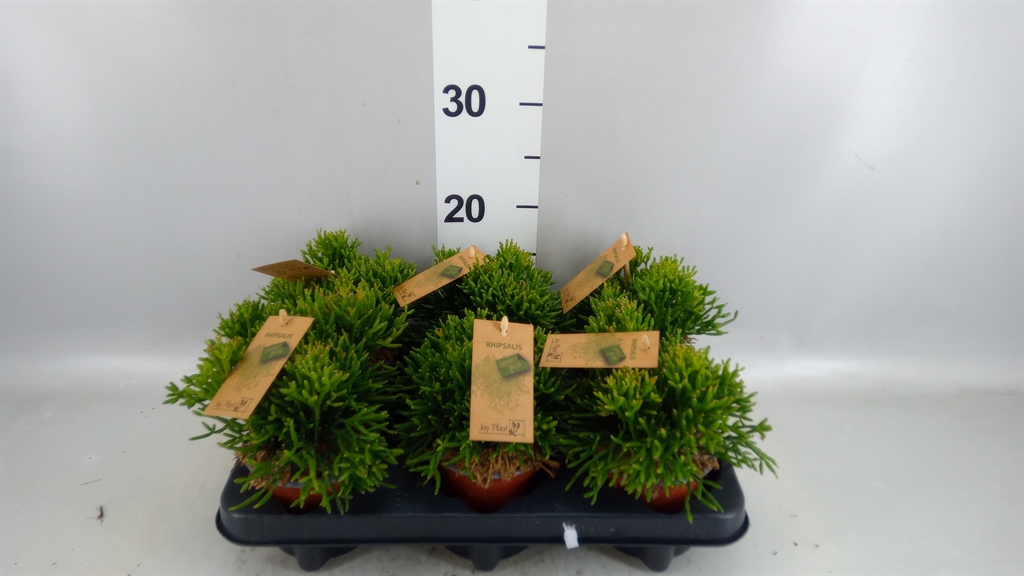 Rhipsalis Ov 510Ø 17cm