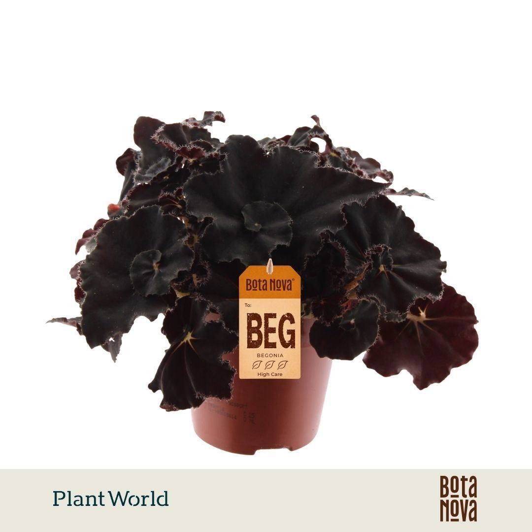 Begonia Leaf Magic Colours Dark Mambo 12Ø 25cm