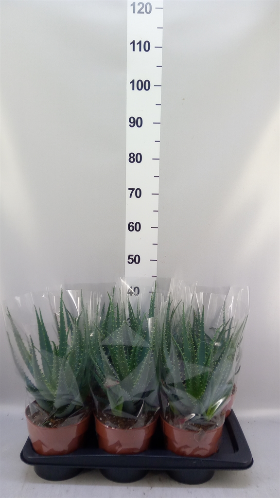 Aloe Arborescens 17Ø 40cm