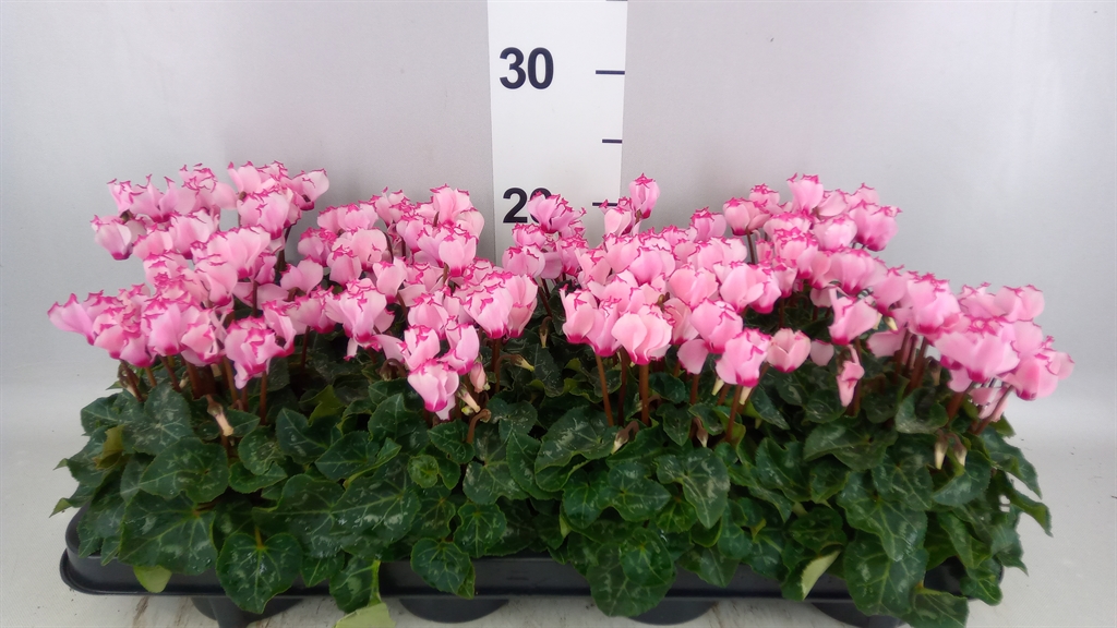 Cyclamen Super Serie Verano 10Ø 23cm