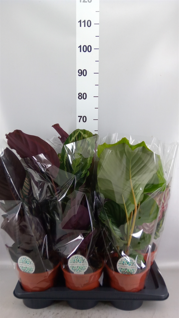 Calat Gemengd 17Ø 55cm