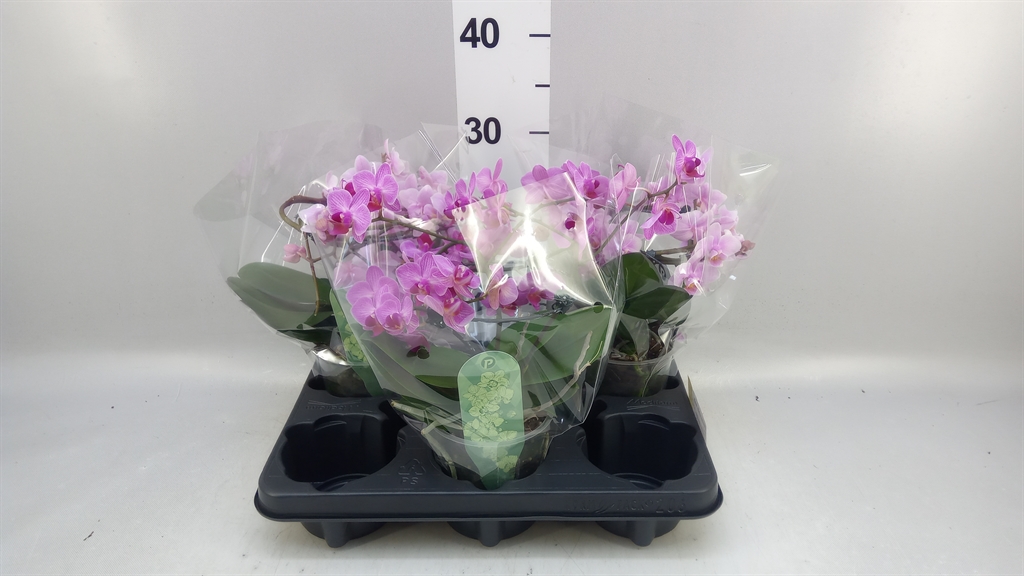 Phalaenopsis Multiflora Mix 12Ø 25cm 2st