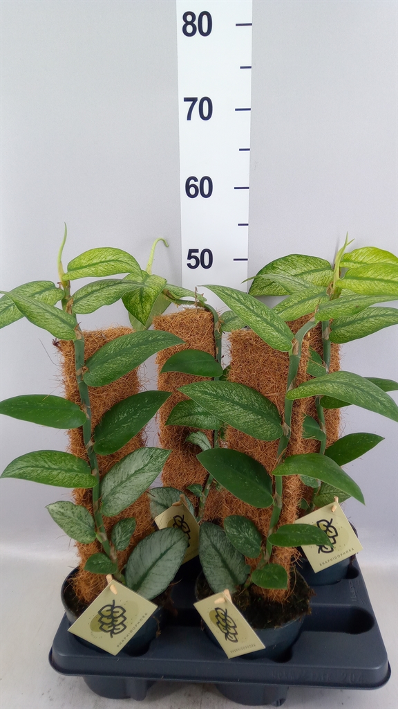 Groene Pl Ov 14Ø 46cm