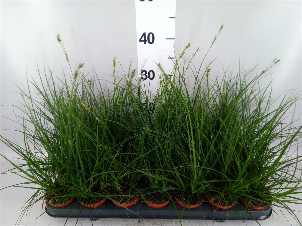 Carex Brunnea 8Ø 20cm