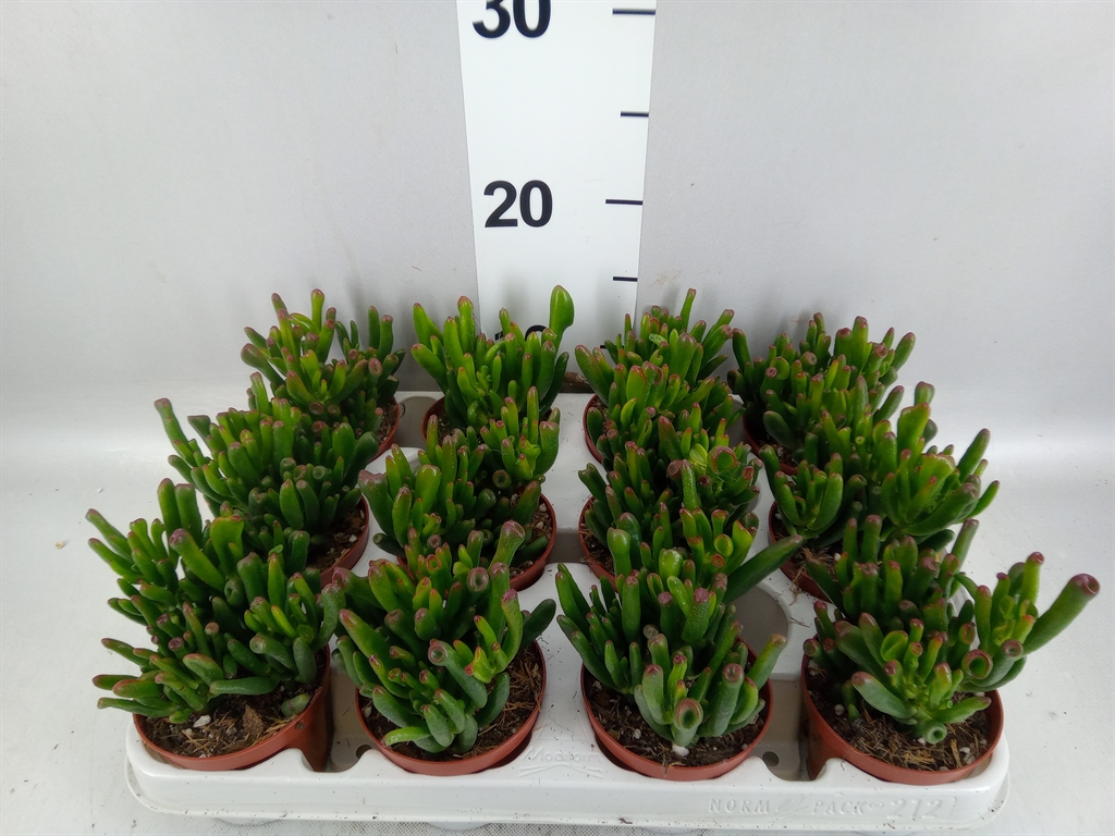 Crassula Gollum 8Ø 10cm