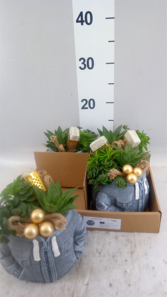 Arrangement Indoor Green 14Ø