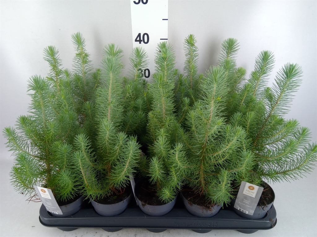 Pinus Pinea Silvercrest 510Ø 35cm