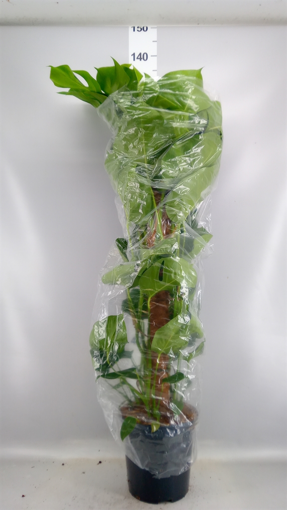 Monstera Pertusum 24Ø 115cm