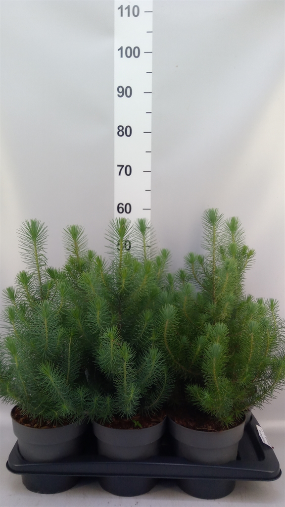 Pinus Silver Crest 17Ø 55cm
