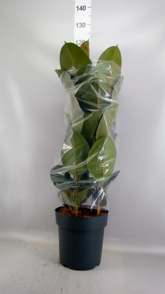 Ficus Robusta 27Ø 105cm