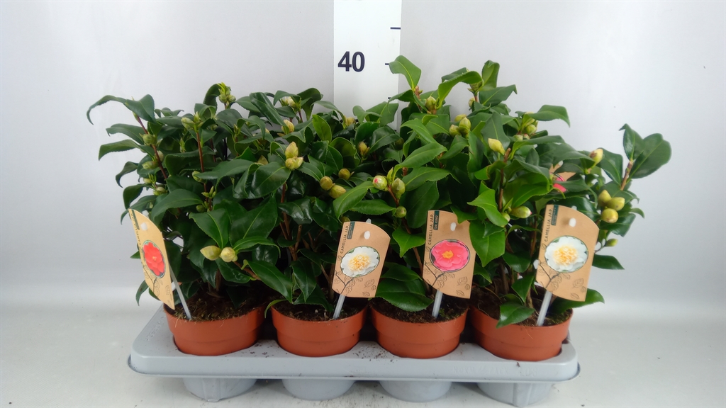 Camellia Mix 3 Colours 13Ø 35cm