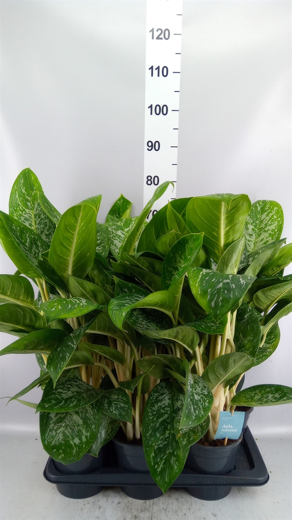 Aglao Britt 17Ø 60cm
