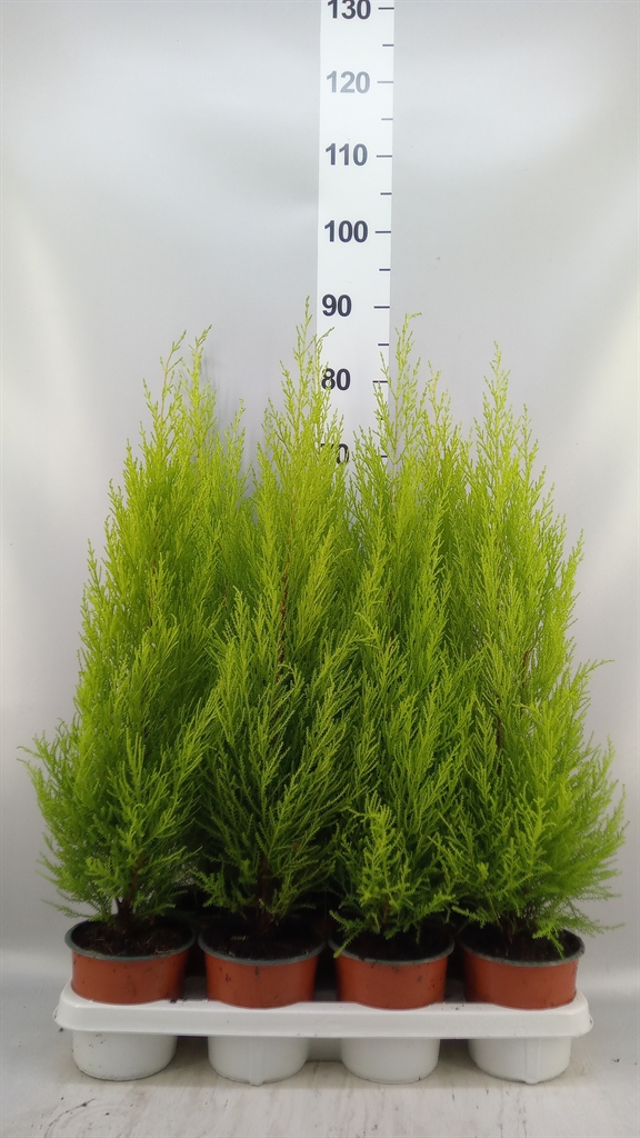 Cupressus Goldcrest Wilma 14Ø 70cm