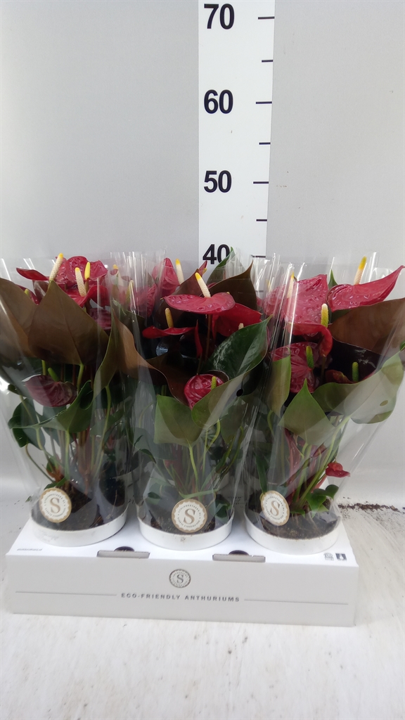 Anthu An Coral Champion 12Ø 40cm