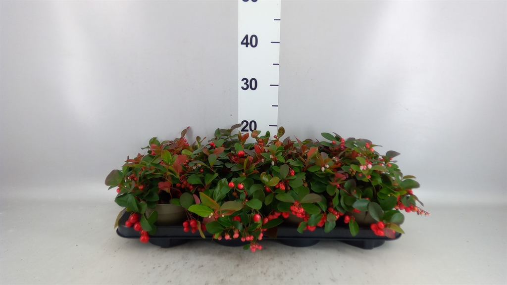 Gaulth Pr Big Berry 12Ø 25cm