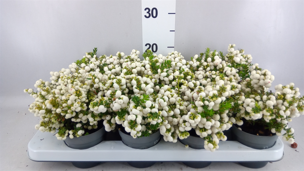 Gaultheria White Berry 10Ø 20cm