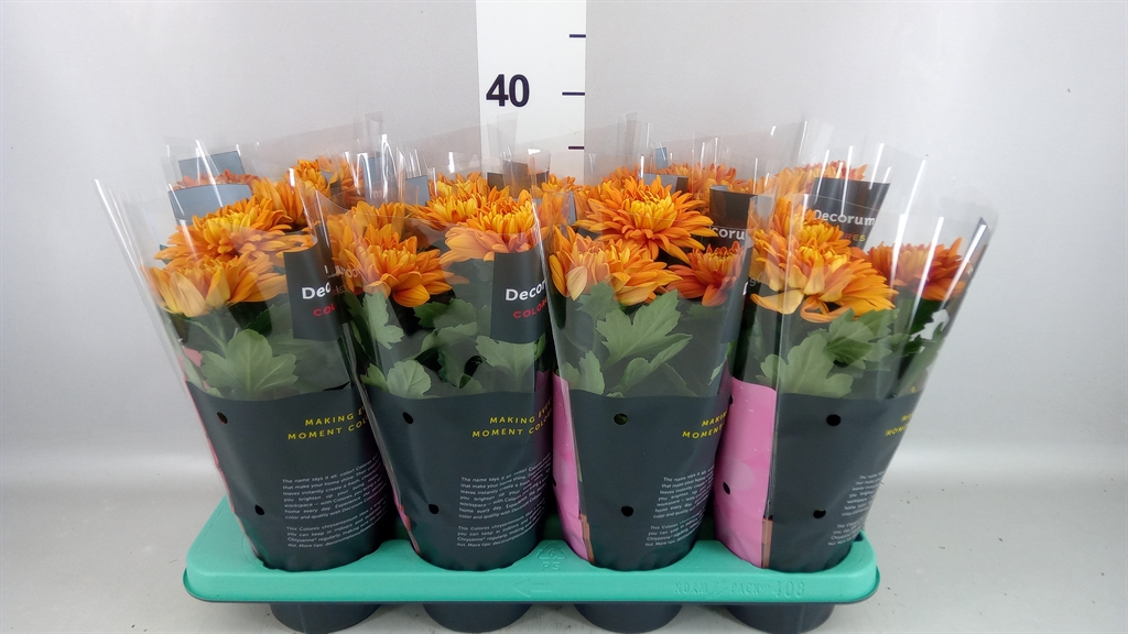 Chrysanth Durango 13Ø 35cm