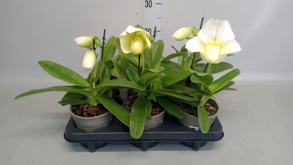 Paphiopedilum America Mix 12Ø 25cm
