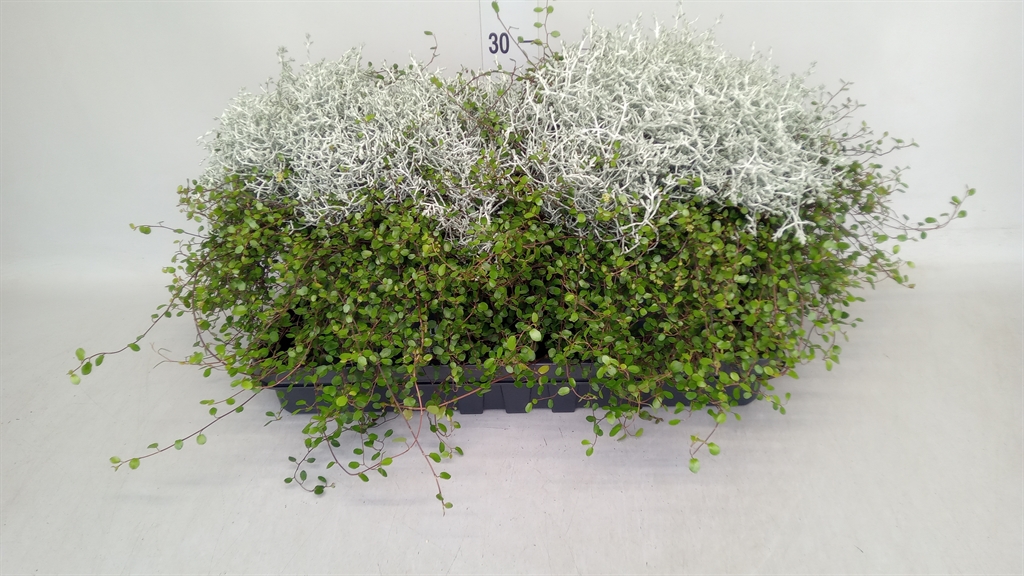 Leucophyta Brownii 23Ø 38cm