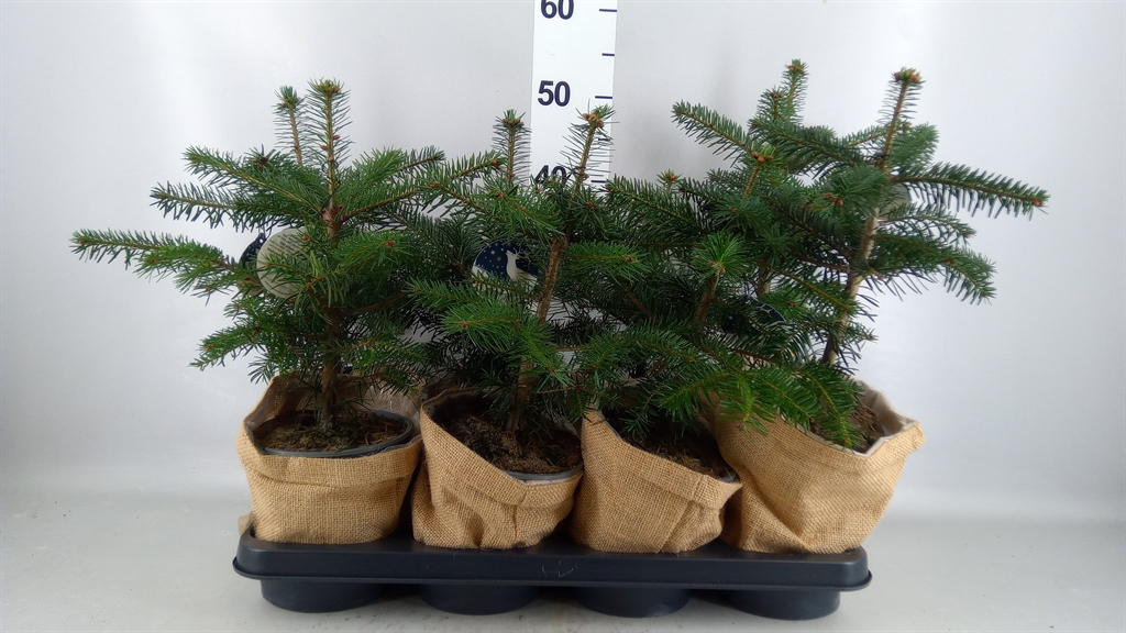 Abies Nordmanniana 15Ø 45cm