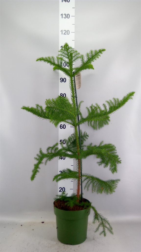 Araucaria Heterophylla 21Ø 80cm