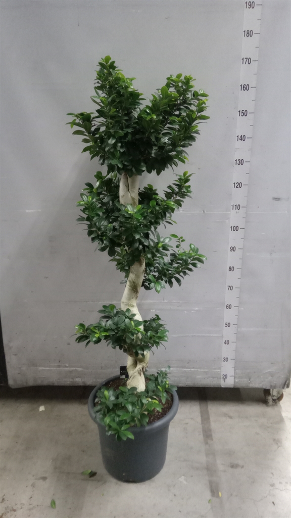 Ficus Microcarpa Ginseng 40Ø 160cm