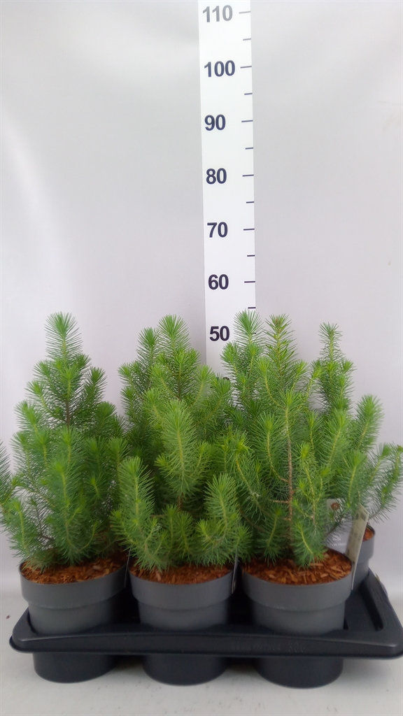 Pinus Silver Crest 17Ø 55cm