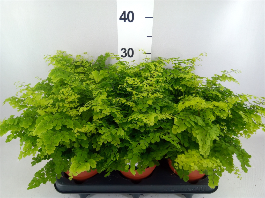 Adiantum Raddianum Fritz-luth 12Ø 35cm