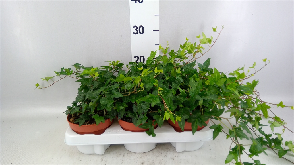 Hedera Helix Shamrock 13Ø 20cm