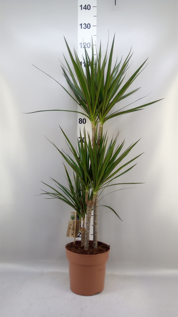 Dracaena 21Ø 110cm