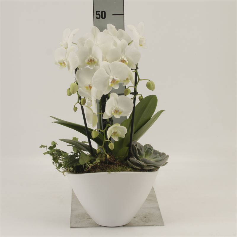 Phalaenopsis Cascade 22Ø 45cm 3st
