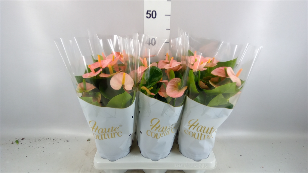 Anthurium Spirit 12Ø 40cm